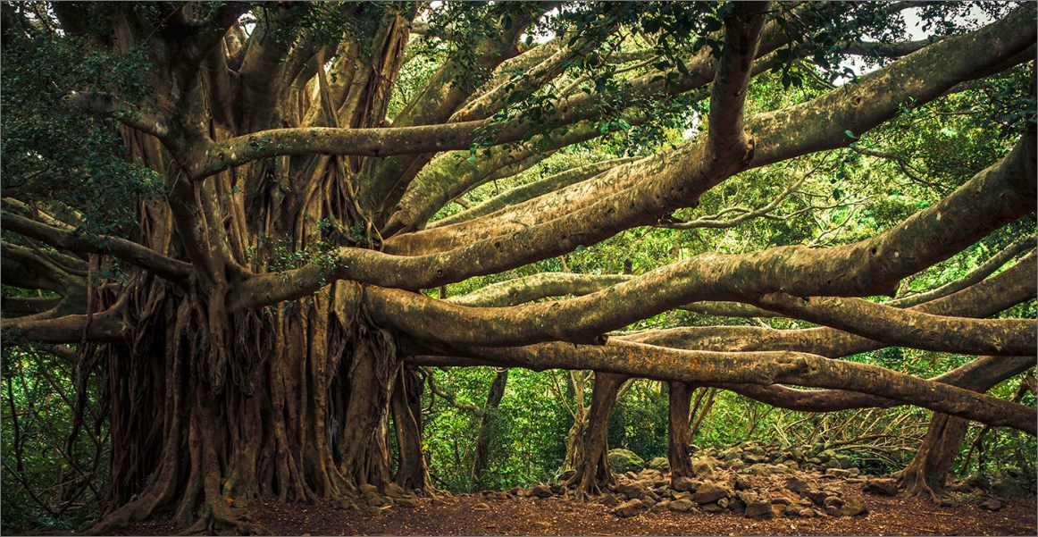 The Great Banyan Tree, Acharya Jagadish Chandra Bose Indian Botanic Garden, Shibpur, Howrah